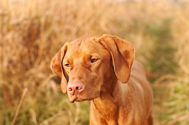 포토 JPG 해외이미지 동물 길 밭 자연 사람없음 야외 가로 초록색 반려동물 갈색 사진촬영 가을 개 노려봄 송곳니 충고 해외202004 해외포토 계절 컬러 농업 포유류 표정 촬영 치아 생태계 파일형식 이미지허브
