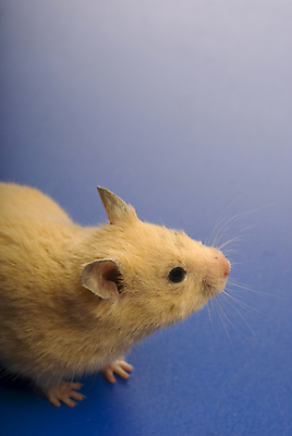 포토 JPG 해외이미지 사람없음 반려동물 설치류 파란배경 햄스터 해외202004 해외포토 동물 백그라운드 파란색 파일형식 이미지허브