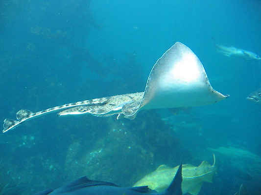 포토 JPG 해외이미지 바다 자연 유리 노르웨이 어류 사람 사람없음 빨간색 물 파란색 반사 수영 게 흰색 장어 쇼 수족관 해외202004 해외포토 자연요소 유럽 컬러 재질 갑각류 수중동물 수상스포츠 생태계 파일형식 이미지허브