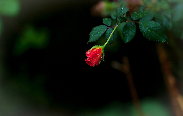 포토 JPG 해외이미지 식물 꽃잎 꽃 자연 사람없음 빨간색 초록색 컬러풀 장미 환경 정원 봄 젖음 성장 신선 개화 빗방울 뿌리기 부활 취급주의 그리너리 해외202004 해외포토 계절 컬러 모션 경고 비_날씨 생태계 파일형식 트랜드컬러 이미지허브