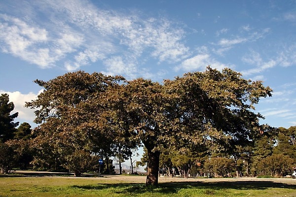 포토 JPG 해외이미지 나무 식물 구름 계절 잎 농업 자연 하늘 그림자 사람없음 여름 파란색 농장 농경지 흰색 숲 큼 카피스페이스 해외202004 해외포토 자연요소 산업 컬러 공백 크기 생태계 파일형식 이미지허브