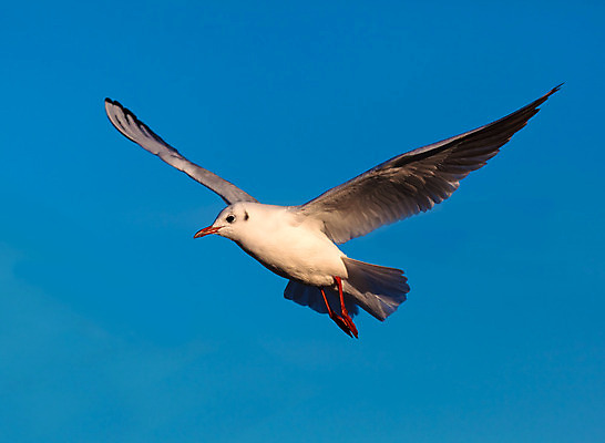 포토 JPG 해외이미지 동물 바다 자연 갈매기 조류 사람없음 파란색 흰색 비행 발트해 해외202004 해외포토 컬러 북유럽 생태계 파일형식 이미지허브