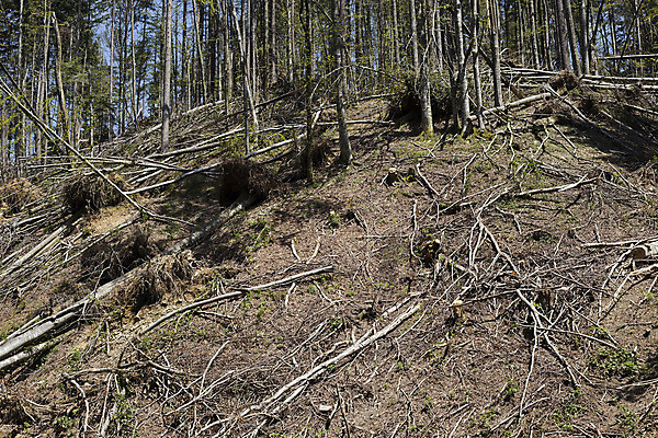 포토 JPG 해외이미지 나무 도로 겨울 자연 바람 날씨 영국 사람없음 목재 세로 초록색 손상 짜증 나뭇가지 변화 좌절 떨어짐 숲 위험 큼 오솔길 자르기 방향 폭풍 문제 격파 깨짐 역경 해외202004 해외포토 자연요소 식물 계절 감정 유럽 길 컬러 컨셉 재료 교통시설 모션 크기 생태계 파일형식 이미지허브