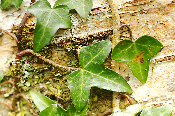 포토 JPG 해외이미지 나무 식물 유럽 잎 자연 영국 잉글랜드 사람없음 목재 초록색 숲 해외202004 해외포토 나라 컬러 재료 생태계 파일형식 이미지허브