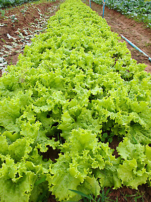 포토 JPG 해외이미지 식물 지구 음식 백그라운드 잎 밭 농업 다이어트 채소 자연 건강 요리 사람없음 야외 초록색 농작물 농장 농경지 흙 활발 샐러드 수확 성장 시골 신선 상추 땅 먹기 유기농 원예 내추럴 밭일 줄서기 채식주의자 해외202004 해외포토 웰빙 산업 컬러 컨셉 모션 취미 생태계 채식 파일형식 이미지허브