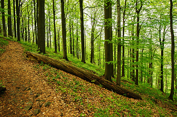 포토 JPG 해외이미지 나무 식물 계절 공원 도로 길 여행 백그라운드 낙엽 잎 자국 자연 풍경 사람없음 야외 목재 초록색 여름 태양 걷기 환경 침묵 봄 트래킹 하이킹 시골 황무지 숲 오솔길 땅 장면 내추럴 해외202004 해외포토 자연요소 공공시설 컬러 재료 교통시설 모션 레저 소리 생태계 파일형식이미지허브 
