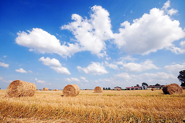 포토 JPG 해외이미지 식물 계절 음식 백그라운드 밭 농업 자연 하늘 날씨 건조 풍경 사람없음 여름 파란색 농작물 농장 노란색 쌓기 맑음 수확 가을 시골 그룹 황금 건초더미 볏짚 큼 먹이 땅 자르기 시리얼 밀 뭉치 밀짚 내추럴 땅바닥 밭일 해외202004 해외포토 산업 컬러 모션 곡류 바닥 건초 짚 크기 생태계 파일형식 더미 이미지허브