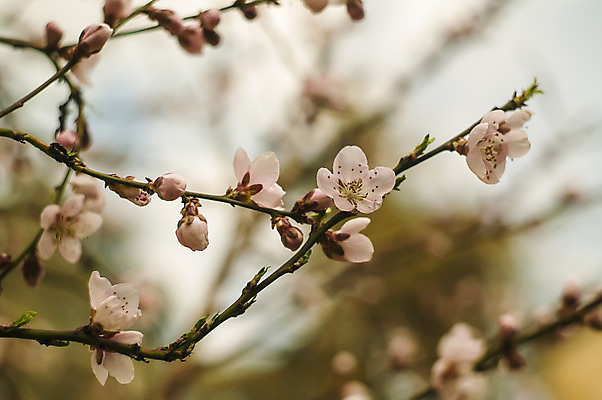포토 JPG 해외이미지 꽃 과일 자연 부활절 선물 사랑 사람없음 정원 봄 성장 벚꽃 흰색 나뭇가지 달콤 수분 묘사 심플 복숭아 꽃가루 마법 서식지 르네상스 해외202004 해외포토 나무 식물 계절 기념일 감정 컬러 맛 가루 생태계 파일형식 이미지허브