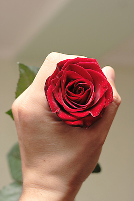 포토 JPG 해외이미지 식물 꽃잎 꽃 손가락 관리 손바닥 사랑 사람 사람없음 빨간색 초록색 장미 벚꽃 손톱관리 손톱 해외202004 해외포토 손 감정 컬러 네일아트 파일형식 이미지허브