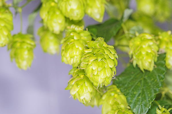 포토 JPG 해외이미지 잎 회색배경 실내 매달리기 사람없음 아웃포커스 해외202004 홉 해외포토 식물 백그라운드 모션 촬영기법 내부 회색 파일형식 이미지허브