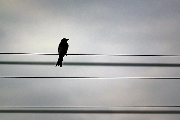 포토 JPG 해외이미지 동물 구름 1 실루엣 백그라운드 자연 조류 하늘 휴식 사람없음 야외 미국 야간 작음 장면 남쪽 넘어짐 동물상 혼자 스타일 미니멀리스트 해외202004 해외포토 자연요소 컨셉 북아메리카 모션 촬영기법 조형물 크기 방향 생태계 파일형식 이미지허브