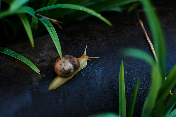 포토 JPG 해외이미지 식물 동물 계절 야생동물 백그라운드 잎 모션 자연 성공 연체동물 나선형 사람없음 야외 물 농장 환경 정원 봄 젖음 껍질 신선 떨어짐 숲 이슬 땅 빗방울 속도 덮기 느림 내추럴 기어가기 동물상 민달팽이 끈적임 해외202004 해외포토 자연요소 컨셉 무늬 농업 무척추동물 조형물 비_날씨 생태계 파일형식 달팽이_동물 이미지허브