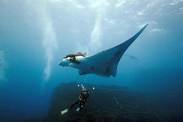 포토 JPG 해외이미지 동물 야생동물 바다 자연 멕시코 어류 사람없음 물 파란색 수중 광선 잠수부 사진사 다이빙 동물상 해외202004 해외포토 자연요소 컬러 북아메리카 조형물 수영 수중동물 전문직 작가 생태계 수중스포츠 파일형식 이미지허브