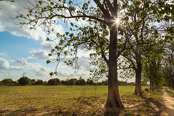 포토 JPG 해외이미지 나무 식물 잎 밭 아프리카 자연 풍경 사람없음 나뭇가지 해외202004 해외포토 나라 농업 생태계 파일형식 이미지허브