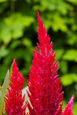 포토 JPG 해외이미지 식물 계절 꽃잎 꽃 꽃무늬 자연 종류 사람없음 야외 장식 빨간색 세로 햇빛 보라색 활발 성장 벚꽃 신선 깃털 원예 질감 화단 내추럴 강렬 루비 완전 해외202004 해외포토 컬러 컨셉 무늬 취미 태양 보석 생태계 파일형식 이미지허브
