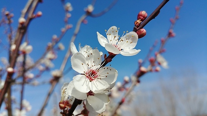 포토 JPG 해외이미지 나무 식물 꽃 분홍색 백그라운드 잎 자연 하늘 사람없음 야외 파란색 햇빛 정원 봄 벚꽃 흰색 해외202004 해외포토 계절 컬러 태양 생태계 파일형식 이미지허브