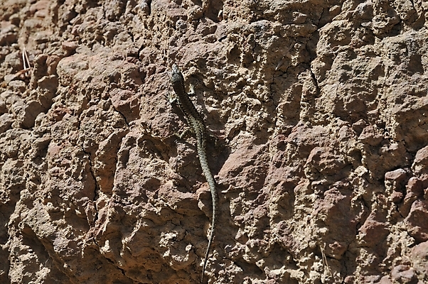 포토 JPG 해외이미지 동물 척추동물 야생동물 파충류 자연 생물 사람없음 반려동물 갈색 도마뱀 고립 해외202004 해외포토 컬러 생태계 파일형식 이미지허브