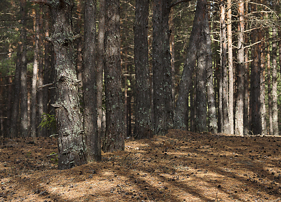 포토 JPG 해외이미지 나무 식물 계절 공원 자연 이끼 풍경 사람없음 야외 목재 초록색 여름 햇빛 환경 침묵 가을 나뭇가지 소나무 숲 침엽수 전나무 삼림지대 가문비나무 해외202004 해외포토 공공시설 컬러 재료 태양 소리 생태계 파일형식 이미지허브