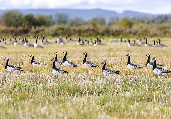 포토 JPG 해외이미지 동물 밭 조류 하늘 사람없음 농장 농경지 거위 세련 해외202004 해외포토 농업 파일형식 이미지허브