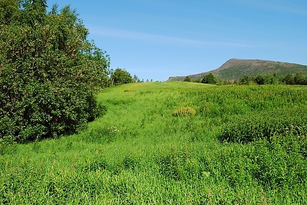 포토 JPG 해외이미지 산 사람없음 야외 목재 초록색 여름 시골 허브 언덕 해외202004 해외포토 나무 식물 계절 컬러 재료 파일형식 이미지허브