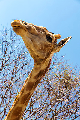 포토 JPG 해외이미지 동물 공원 야생동물 포유류 아프리카 자연 초식동물 사람없음 야외 게임 큼 기린 사파리 서식지 남아프리카 사바나 초식 해외202004 해외포토 공공시설 나라 놀이 크기 생태계 파일형식 이미지허브