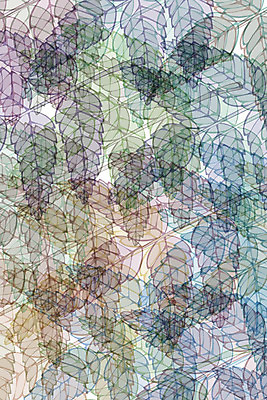 포토 JPG 해외이미지 모양 식물 템플릿 디자인 계절 백그라운드 잎 꽃무늬 패턴 일러스트 자연 사람없음 장식 가을 숲 유기농 질감 부드러움 우표 리듬 파스텔톤 각인 해외202004 해외포토 웰빙 꽃 컬러 무늬 감각 생태계 파일형식 이미지허브