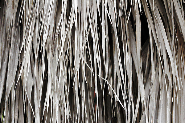 포토 JPG 해외이미지 나무 식물 백그라운드 잎 자연 건조 매달리기 사람없음 야외 야자수 갈색 죽음 선탠 질감 시들음 남쪽 내추럴 썩음 옛날 플로리다 해외202004 해외포토 컬러 모션 미국 방향 생태계 파일형식 이미지허브