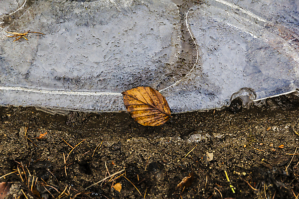포토 JPG 해외이미지 식물 계절 유럽 지구 잎 겨울 오렌지 자연 독일 사람없음 물 갈색 냉동 얼음 추위 싱글 해외202004 해외포토 자연요소 나라 컬러 과일 생태계 파일형식 이미지허브