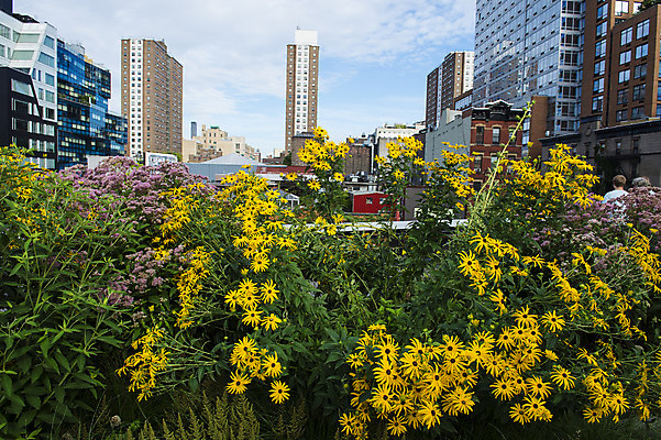 포토 JPG 해외이미지 공원 꽃 선 건축양식 아파트 주택 사람없음 건물 도시풍경 정원 미국 도시 뉴욕 맨해튼 해외202004 해외포토 식물 건축물 공공시설 건축 북아메리카 풍경 파일형식 이미지허브