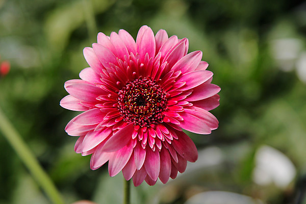 포토 JPG 해외이미지 식물 꽃잎 꽃 분홍색 백그라운드 꽃무늬 오렌지 자연 선물 사람없음 장식 빨간색 컬러풀 노란색 머리 정원 보라색 봄 벚꽃 흰색 신선 개화 묘사 싱글 데이지 거베라 내추럴 고립 해외202004 해외포토 계절 컬러 무늬 과일 신체부위 생태계 파일형식 이미지허브