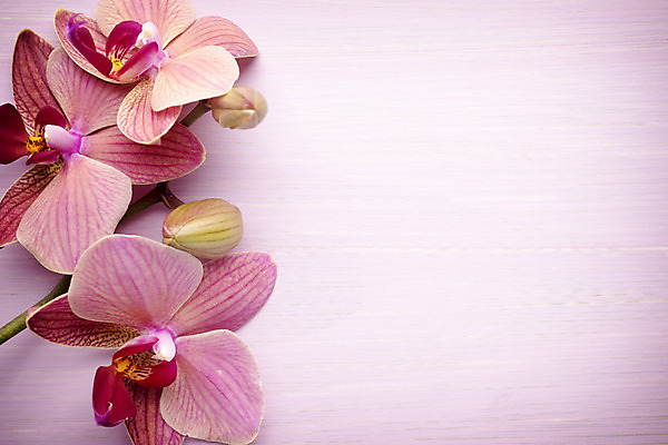 포토 JPG 해외이미지 식물 꽃잎 꽃 줄기 분홍색 백그라운드 자연 사람없음 스파 침묵 봄 난초 오브젝트 장면 해외202004 해외포토 계절 컬러 소리 생태계 파일형식 이미지허브