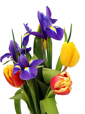 포토 JPG 해외이미지 식물 꽃잎 꽃 줄기 백그라운드 잎 꽃무늬 오렌지 자연 부활절 선물 사람없음 초록색 빛 컬러풀 노란색 우주 정원 꽃병 봄 튤립 벚꽃 흰색 축하 신선 4월 배열 양동이 수선화 붓꽃 내추럴 고립 해외202004 해외포토 계절 기념일 컬러 컨셉 무늬 과일 날짜 생태계 파일형식 이미지허브