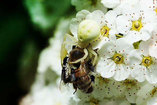 포토 JPG 해외이미지 동물 공원 꽃 아시아 음식 곤충 백그라운드 잎 태국 자연 사람없음 가로 초록색 반려동물 정원 검은색 게 흰색 잡기 작음 무서움 먹기 사냥 육식동물 거미 꿀 토막 수유 해외202004 해외포토 식물 공공시설 감정 나라 컬러 모션 갑각류 크기 생태계 파일형식 이미지허브