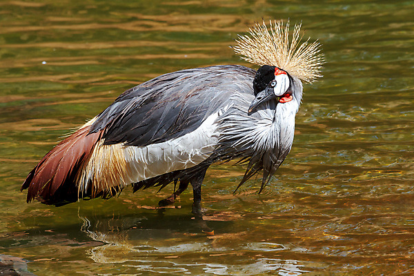 포토 JPG 해외이미지 동물 척추동물 한마리 야생동물 날개 자연 조류 왕관 사람없음 빨간색 세로 컬러풀 머리 검은색 회색 황무지 깃털 묘사 기중기 부리 갈기 목 철새 계산서 내추럴 동물상 해외202004 해외포토 1 컬러 신체부위 조형물 중장비 생태계 파일형식 이미지허브