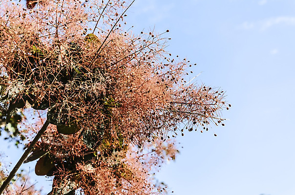 포토 JPG 해외이미지 나무 식물 계절 공원 꽃잎 꽃 백그라운드 잎 꽃무늬 자연 하늘 거리 건강 사람없음 야외 초록색 파란색 정원 보라색 봄 성장 벚꽃 나뭇가지 신선 개화 역사 숲 다발 원예 해외202004 해외포토 공공시설 컬러 무늬 취미 생태계 파일형식 이미지허브
