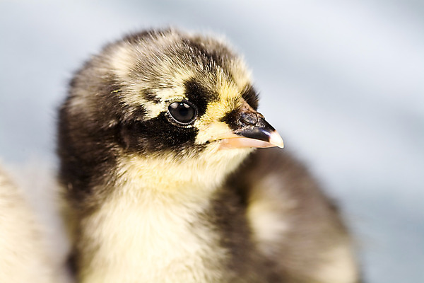 포토 JPG 해외이미지 동물 부활절 병아리 사람없음 반려동물 치킨 가축 봄 작음 솜털 해외202004 해외포토 계절 기념일 조류 크기 닭고기요리 파일형식 이미지허브