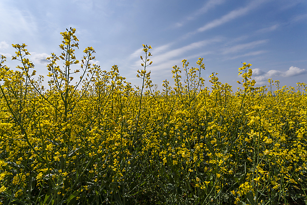 포토 JPG 해외이미지 식물 백그라운드 밭 하늘 씨앗 풍경 사람없음 초록색 파란색 연료 해외202004 해외포토 컬러 농업 파일형식 이미지허브