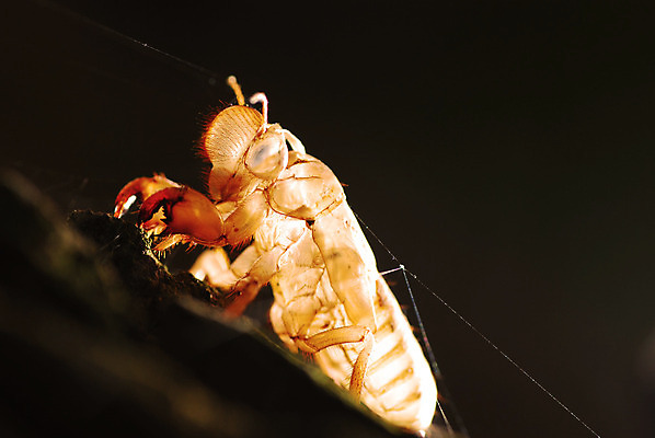 포토 JPG 해외이미지 나무 동물 야생동물 곤충 백그라운드 잎 날개 자연 추상 새로움 건조 사람없음 초록색 여름 컬러풀 갈색 환경 중국 소리 껍질 흰색 나뭇가지 죽음 닫기 확대 벌레 숲 피부 묘사 순환 나무껍질 애벌레 내추럴 기어가기 고립 변태 옛날 오싹 해외202004 해외포토 식물 계절 아시아 컬러 컨셉 무늬 모션 신체부위 생태계 파일형식 이미지허브