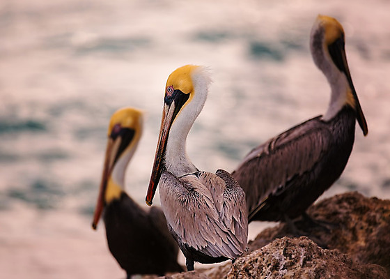 포토 JPG 해외이미지 동물 얼굴 야생동물 백그라운드 자연 조류 사람없음 옆모습 물 여름 갈색 노란색 머리 흰색 원형 펠리컨 깃털 질감 부리 발리 인도네시아 종료 해외202004 해외포토 자연요소 도형 계절 아시아 뷰포인트 컬러 섬 신체부위 생태계 파일형식 이미지허브
