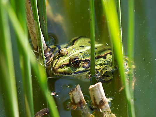 포토 JPG 해외이미지 식물 동물 호수 자연 지팡이 개구리 양서류 갈대 사람없음 초록색 물 여름 파란색 달리기 반사 수영 봄 거울 연못 유머 습지 수영선수 더블 해외202004 해외포토 자연요소 계절 감정 컬러 모션 운동선수 수상스포츠 생태계 파일형식 이미지허브
