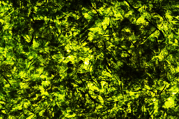 포토 JPG 해외이미지 백그라운드 사람없음 초록색 튀김 투명 플랫 굽기 해산물 해외202004 해외포토 음식 컬러 구이 파일형식 이미지허브