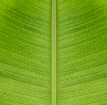 포토 JPG 해외이미지 나무 식물 계절 백그라운드 잎 패턴 자연 벽지 추상 바나나 건강 손바닥 사람없음 야외 초록색 물 빛 반사 정원 봄 활발 흰색 신선 매끈함 숲 큼 유기농 원예 질감 녹색배경 내추럴 해외202004 해외포토 자연요소 손 웰빙 컬러 컨셉 무늬 과일 취미 감각 크기 생태계 파일형식 이미지허브