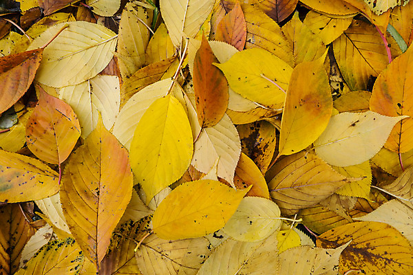 포토 JPG 해외이미지 나무 식물 계절 공원 백그라운드 잎 겨울 오렌지 자연 사람없음 야외 빨간색 갈색 노란색 가을 12월 11월 10월 해외202004 해외포토 공공시설 컬러 과일 날짜 생태계 파일형식 이미지허브