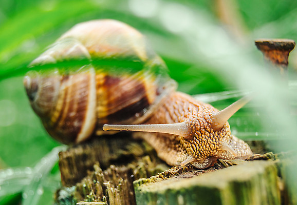 포토 JPG 해외이미지 동물 야생동물 잎 자연 연체동물 주택 뿔 안테나 종류 양서류 사람없음 목재 가로 초록색 갈색 환경 정원 침묵 껍질 못 해충 큼 땅 속도 원예 촉수 느림 내추럴 기어가기 민달팽이 블러 어려움 옛날 끈적임 해외202004 해외포토 나무 식물 컬러 재료 통신 모션 무척추동물 취미 건물 소리 공구 벌레 크기 생태계 파일형식 달팽이_동물 이미지허브