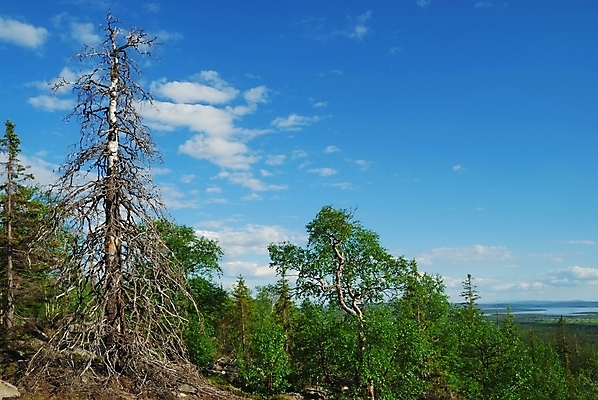 포토 JPG 해외이미지 잎 자연 풍경 사람없음 목재 초록색 여름 환경 황무지 숲 언덕 생태학 가문비나무 해외202004 해외포토 나무 식물 계절 교육 컬러 재료 생태계 파일형식 이미지허브
