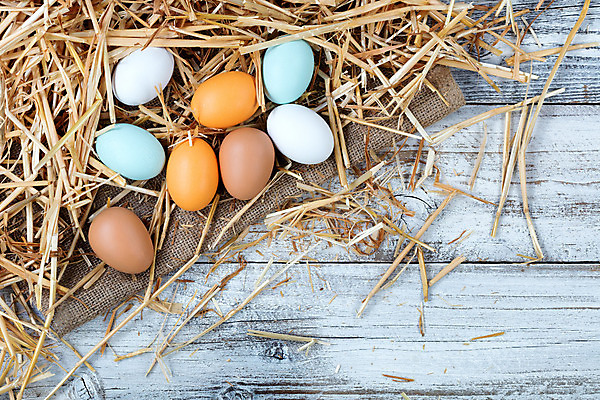 포토 JPG 해외이미지 동물 음식 백그라운드 농업 다이어트 재료 자연 조류 부활절 건강 요리 사람없음 목재 농장 주방 계란 저녁식사 치킨 껍질 시골 시장 볏짚 아침식사 삼베 날것 머리위 점심식사 단백질 해외202004 해외포토 나무 기념일 산업 알 식사 짚 생태계 닭고기요리 영양소 파일형식 천_직물 이미지허브