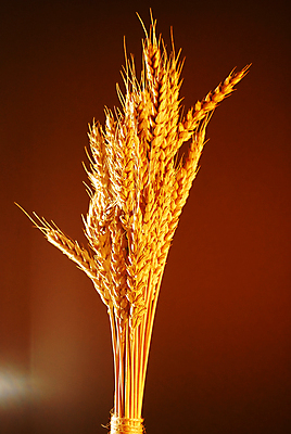 포토 JPG 해외이미지 식물 음식 농업 씨앗 사람없음 농작물 수확 신선 황금 닫기 낟알 밀 다발 보따리 스파이크 채식주의자 카피스페이스 갈색배경 해외202004 해외포토 산업 백그라운드 모션 곡류 갈색 공백 채식 파일형식 이미지허브