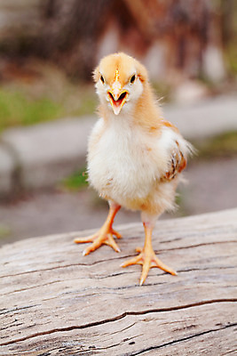 포토 JPG 해외이미지 동물 1 전통 조류 병아리 사람없음 야외 치킨 가축 봄 분노 신생아 작음 유월절 해외202004 해외포토 계절 감정 아기 크기 닭고기요리 파일형식 이미지허브