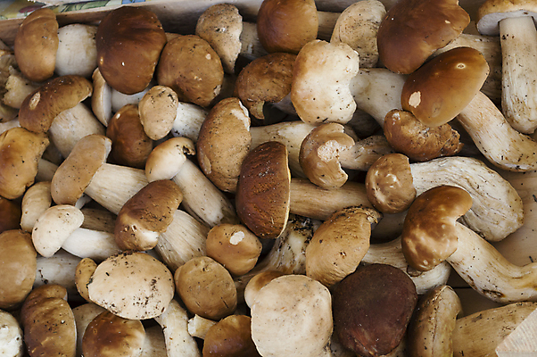 포토 JPG 해외이미지 식물 계절 음식 백그라운드 채소 오렌지 자연 건강 사람없음 갈색 노란색 버섯 가을 흰색 신선 황금 숲 유기농 날것 내추럴 고립 그물버섯 식용 캡모자 해외202004 해외포토 모자_잡화 웰빙 컬러 과일 생태계 파일형식 이미지허브