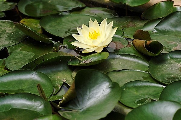 포토 JPG 해외이미지 식물 꽃잎 꽃 호수 잎 꽃무늬 자연 표면 사람없음 물 노란색 어둠 카펫 벚꽃 연못 원형 개화 해외202004 해외포토 자연요소 도형 컬러 무늬 생태계 파일형식 이미지허브